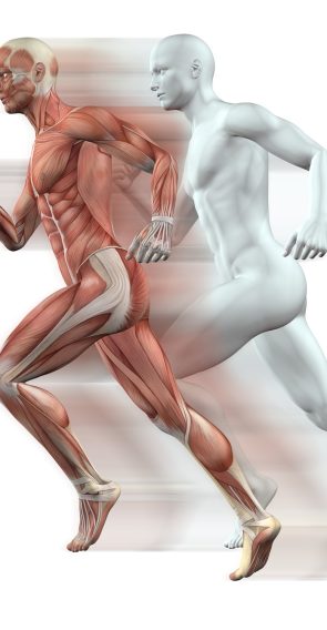 3D render of male figures running with skin and muscle map